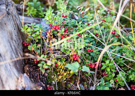 Un sacco di bacche mature di mirtillo rosso in autunno la foresta, vista da vicino Foto Stock