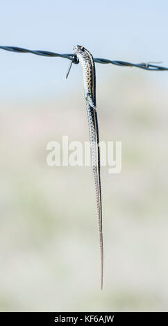 Garter Snake (Thamnophis) infilzata su filo spinato da un Shrike Caretta rurali in Colorado orientale Foto Stock