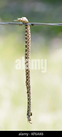 Bull Snake (Pituophis catenifer sayi) infilzata su filo spinato da un Shrike Caretta in Riral Colorado orientale Foto Stock