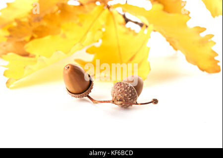 Di colore giallo oro o autunno di foglie di quercia con due ghiande isolati su sfondo bianco. vista dall'alto. Foto Stock