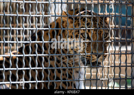 Raro amur leopard o panthera pardus orientalis Foto Stock