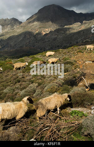 Un gregge di pecore nei pressi di Rodakino a Creta. Foto Stock