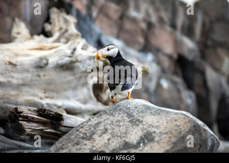 Stati Uniti d'America, Alaska seward, un puffin tufted all'interno dell'Alaska Sealife Centre Foto Stock