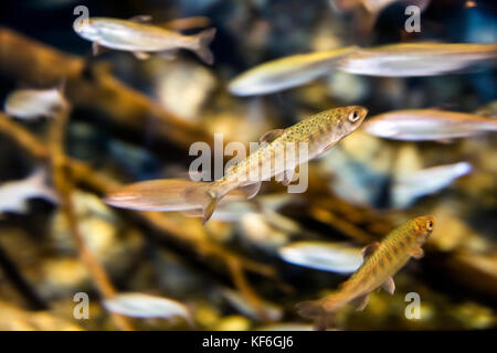 Stati Uniti d'America, Alaska seward, una scuola di coho fry baby salmone all'interno dell'Alaska Sealife Centre Foto Stock