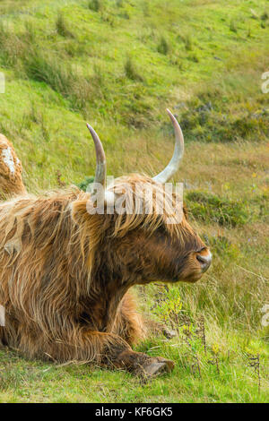 Highland mucca pascolare sull'Isola di Skye vicino Elgol Foto Stock