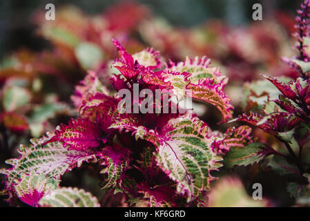 Vicino sul solenostemon foglia e fiore Foto Stock