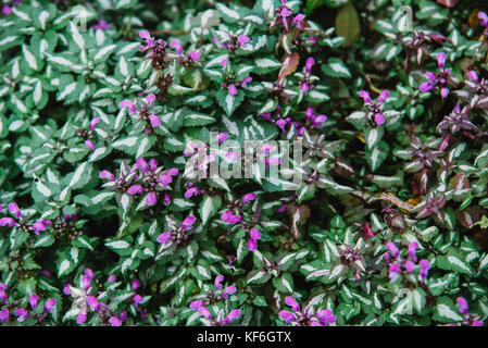 Chiudere fino a fiori di laminum maculatum Foto Stock