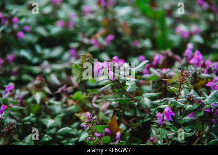 Chiudere fino a fiori di laminum maculatum Foto Stock