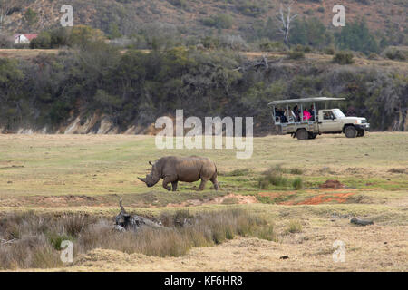Rinoceronte e persone su game drive, botlierskop riserva privata, Western Cape, Sud Africa Foto Stock
