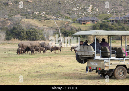 Persone su game drive la visione di rinoceronte e GNU, botlierskop riserva privata, Western Cape, Sud Africa Foto Stock