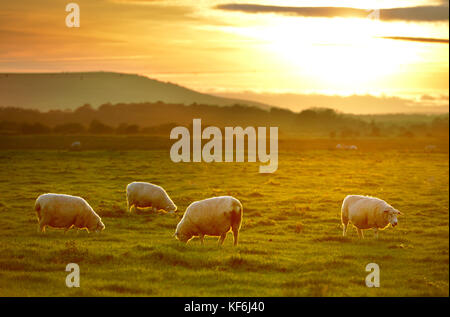 Pevensey, East Sussex, Regno Unito. 25 ott 2017. Golden sole piene in bestiame sul Pevensey livelli della fine di un unseasonably calda giornata che ha visto temperature alte come a 19 gradi. Credito: Peter Cripps/Alamy Live News Foto Stock