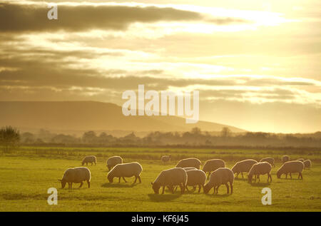 Pevensey, East Sussex, Regno Unito. 25 ott 2017. Golden sole piene in bestiame sul Pevensey livelli della fine di un unseasonably calda giornata che ha visto temperature alte come a 19 gradi. Credito: Peter Cripps/Alamy Live News Foto Stock