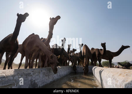 Pushkar, India. 25 ott 2017. cammelli acqua potabile. Credito: ravikanth kurma/alamy live news Foto Stock