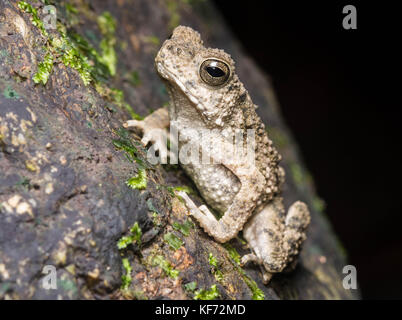 Un bambino fiume toad (Phrynoidis asper) dal Borneo. Foto Stock