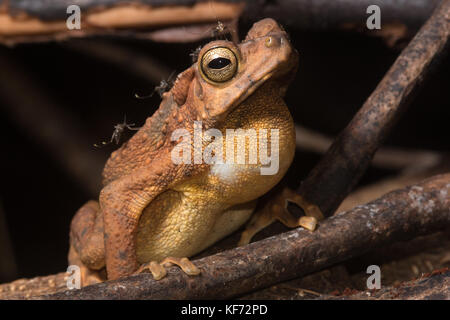 Giallo maculato rospi di arrampicata (Pedostibes [Rentapia] hosii) chiamando la notte al fine di attirare le femmine. Foto Stock