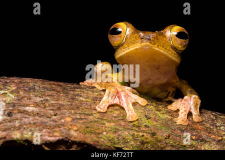 Un arlecchino flying frog (Rhacophorus pardalis) dal Borneo. Uno dei più comuni e più belle specie. Foto Stock