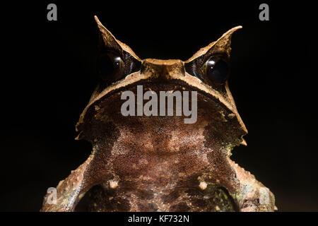 Un ritratto di una a becco lungo rana cornuta (Megophrys nasuta) dalla giungla Bornean. Foto Stock