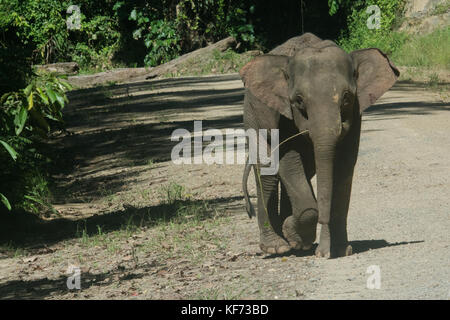 Un giovane Bornean elefante pigmeo, endemica del Borneo, corre su una strada che passa attraverso la foresta. Foto Stock