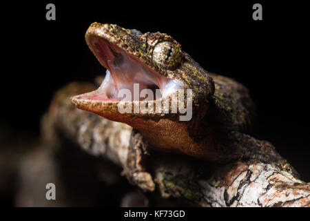 Un arrabbiato Mount Kinabalu battenti gecko (Ptychozoon rhacophorus) una specie di trovata solo su un paio di cime nel Borneo malaysiano. Foto Stock