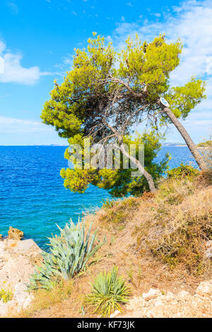 Verde di pini che crescono su costa rocciosa lungo mare vicino alla città di Primosten, Dalmazia, Croazia Foto Stock