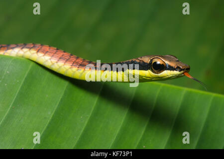 Una struttura ad albero bronzeback snake (Dendrelaphis sp.) in appoggio su una foglia in Borneo. Foto Stock