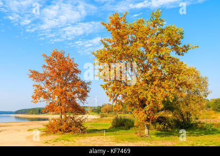 Colorato di giallo e foglie rosse sugli alberi vicino lago Chancza nella stagione autunnale, Polonia Foto Stock