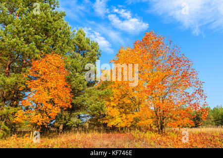 Colorato di giallo e foglie rosse sugli alberi vicino lago Chancza nella stagione autunnale, Polonia Foto Stock