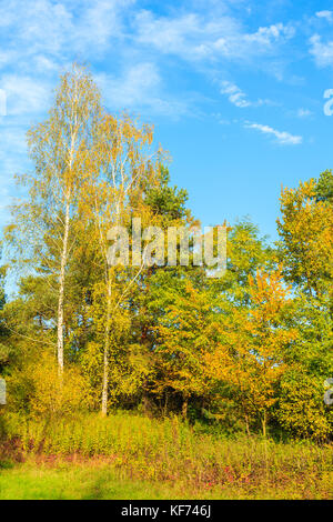 Alberi colorati vicino lago Chancza nella stagione autunnale, Polonia Foto Stock