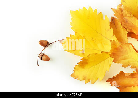 Di colore giallo oro o autunno di foglie di quercia con due ghiande isolati su sfondo bianco. vista dall'alto. Foto Stock