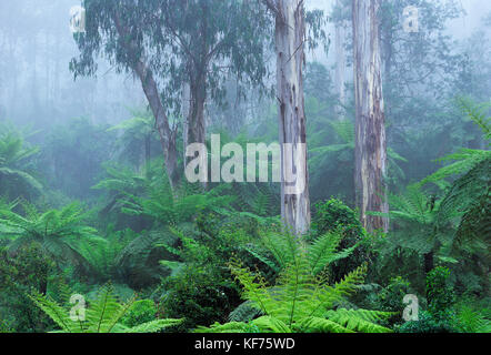 Gengive lucide (Eucalyptus denticulata), e felci di alberi molli (Dicksonia antartide), avvolte nella nebbia. Errinundra National Park, East Gippsland, Victori Foto Stock