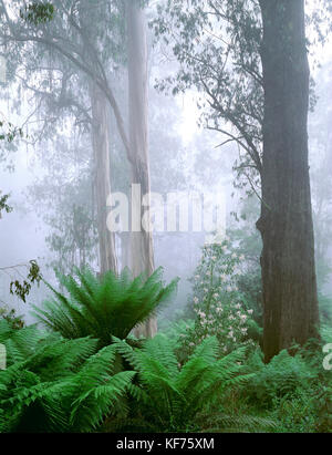 La foresta di eucalipto bagnata con le gengive lucide (Eucalipto denticolata) e le felci di alberi molli (Dicksonia antartide), avvolte nella nebbia. Errinundra Foto Stock