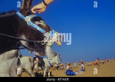 Tradizionali corse di asino su Skegness Beach, Lincolnshire, England, Regno Unito Foto Stock