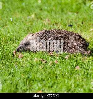 Un piccolo porcospino si siede su un giardino prato ed è circondato da mosche. Foto Stock