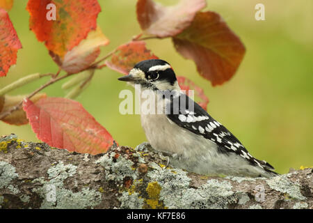 Un picchio lanuginosa pausa tra foglie di autunno. Foto Stock