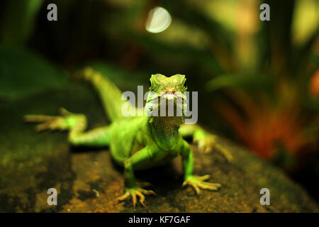 Ramarro fissando in telecamera Foto Stock