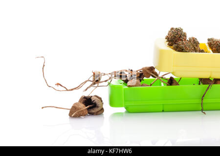 Essiccato funghi psichedelici in pillola box con la marijuana medica. la medicina alternativa medicina microdosing. Foto Stock