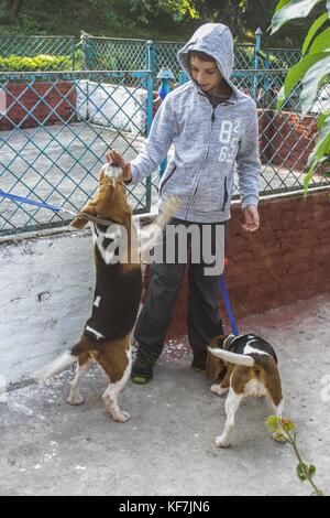 Noemie repetto / le pictorium - tihar è festival in Nepal, Kathmandu. l adorazione dei cani alla formazione della polizia cani scuola. - 19/10/2017 - Nepal / kathmandu - tihar è festival in Nepal, Kathmandu. l adorazione dei cani in addestramento cani di polizia scuola di polizia migliore cane cerimonia del premio per la polizia nepalese, come pure la cerimonia di pensionamento. Poiché la festa delle luci ha avuto luogo anche la polizia e i cittadini hanno partecipato il cane adorando come tradizione dettami. Foto Stock