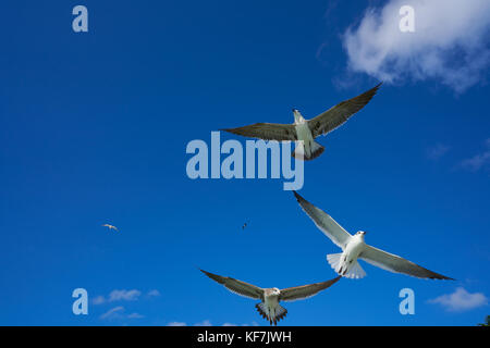 Gabbiani gabbiani gruppo volare sul cielo blu nel mar dei Caraibi Foto Stock