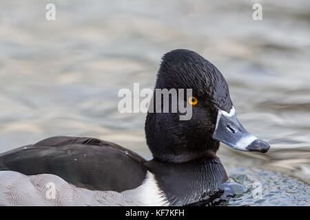 Vista laterale di naturale anello maschio-fatturati ringneck anatra (Aythya collaris) nuoto Foto Stock