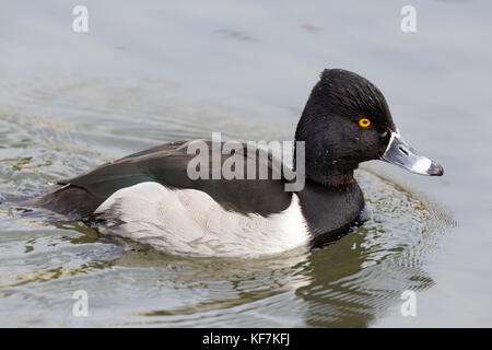 Vista laterale di naturale anello maschio-fatturati ringneck anatra (Aythya collaris) nuoto Foto Stock