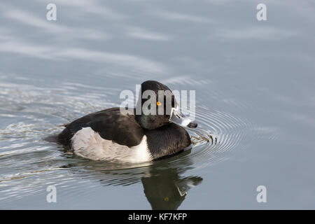 Vista laterale di naturale anello maschio-fatturati ringneck anatra (Aythya collaris) nuoto Foto Stock