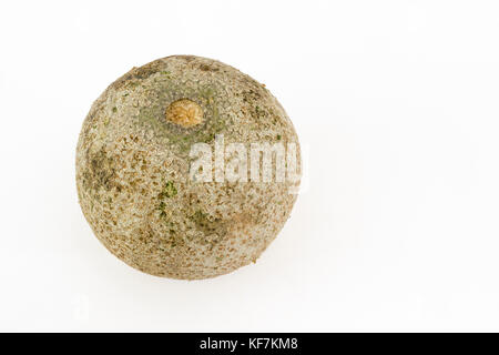 Bael singola o in legno frutto di apple (aegle marmelos) su uno sfondo bianco Foto Stock