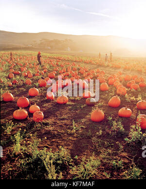 USA, California, agricoltori che trasportano la zucca al Bob's Pumpkin Patch, Half Moon Bay Foto Stock