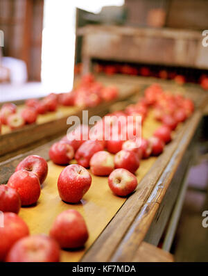 Stati Uniti, California, appena raccolto le mele in un Apple farm Foto Stock