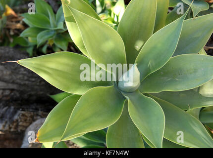 Stati Uniti, California, Malibu, usa un succulento nel giardino della casa di adamson vicino al molo malibu Foto Stock