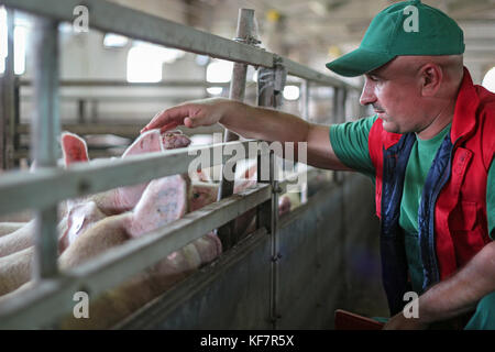 Allevamento intensivo di suini. suini domestici in penna a piggery intensivo. Foto Stock