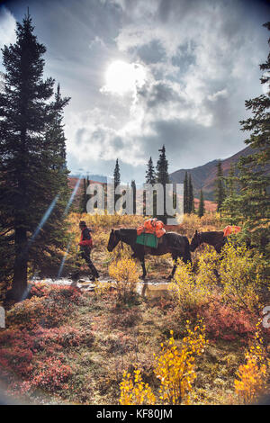 Stati Uniti d'America, Alaska, cantwell, cavallo pack viaggio nel jack della valle del fiume alla base dell'Alaska Range con gunter wamser e sonja endlweber Foto Stock