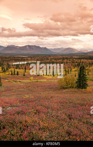 Stati Uniti d'America, Alaska, cantwell, cavallo pack viaggio nel jack della valle del fiume alla base dell'Alaska Range con gunter wamser e sonja endlweber Foto Stock