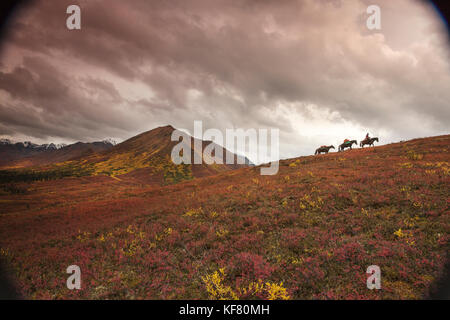 Stati Uniti d'America, Alaska, cantwell, cavallo pack viaggio nel jack della valle del fiume alla base dell'Alaska Range con gunter wamser e sonja endlweber Foto Stock