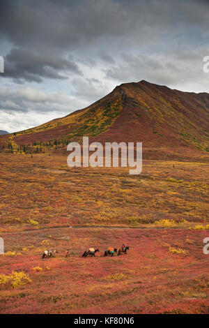 Stati Uniti d'America, Alaska, cantwell, cavallo pack viaggio nel jack della valle del fiume alla base dell'Alaska Range con gunter wamser e sonja endlweber Foto Stock